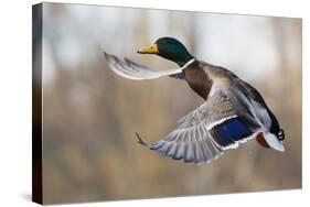 Mallard Drake Taking Flight-Ken Archer-Stretched Canvas