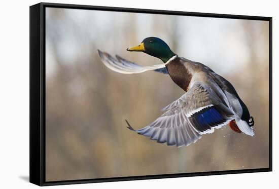 Mallard Drake Taking Flight-Ken Archer-Framed Stretched Canvas