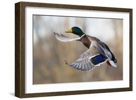 Mallard Drake Taking Flight-Ken Archer-Framed Photographic Print