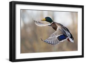 Mallard Drake Taking Flight-Ken Archer-Framed Photographic Print