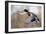 Mallard Drake Taking Flight-Ken Archer-Framed Photographic Print