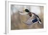 Mallard Drake Taking Flight-Ken Archer-Framed Photographic Print