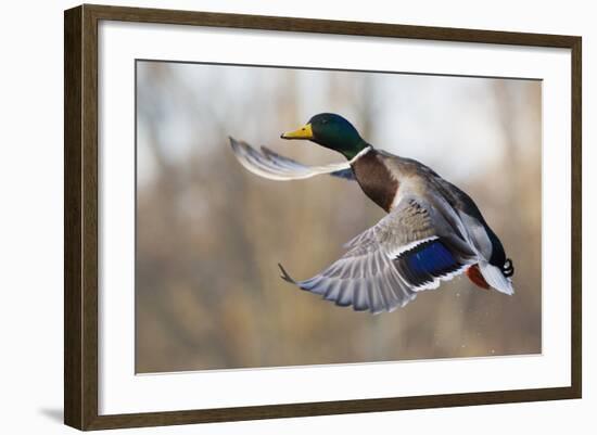 Mallard Drake Taking Flight-Ken Archer-Framed Photographic Print