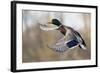 Mallard Drake Taking Flight-Ken Archer-Framed Photographic Print