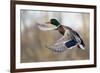 Mallard Drake Taking Flight-Ken Archer-Framed Photographic Print