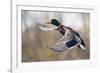 Mallard Drake Taking Flight-Ken Archer-Framed Photographic Print