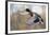 Mallard Drake Taking Flight-Ken Archer-Framed Photographic Print