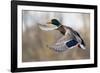 Mallard Drake Taking Flight-Ken Archer-Framed Photographic Print