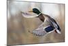 Mallard Drake Taking Flight-Ken Archer-Mounted Photographic Print