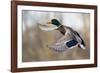 Mallard Drake Taking Flight-Ken Archer-Framed Photographic Print