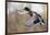 Mallard Drake Taking Flight-Ken Archer-Framed Photographic Print