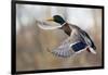 Mallard Drake Taking Flight-Ken Archer-Framed Photographic Print