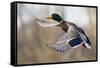 Mallard Drake Taking Flight-Ken Archer-Framed Stretched Canvas