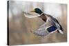 Mallard Drake Taking Flight-Ken Archer-Stretched Canvas