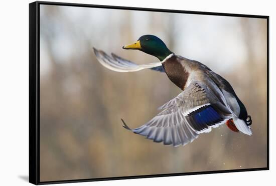 Mallard Drake Taking Flight-Ken Archer-Framed Stretched Canvas