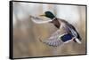 Mallard Drake Taking Flight-Ken Archer-Framed Stretched Canvas