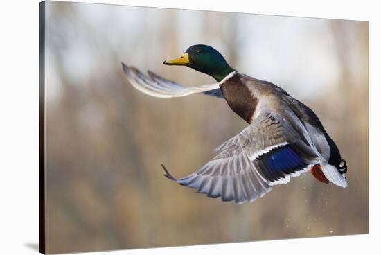 Mallard Drake Taking Flight-Ken Archer-Stretched Canvas