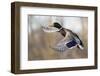 Mallard Drake Taking Flight-Ken Archer-Framed Photographic Print