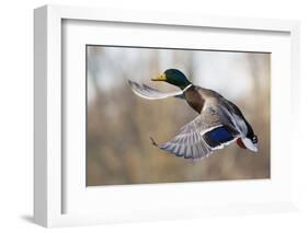 Mallard Drake Taking Flight-Ken Archer-Framed Photographic Print