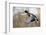 Mallard Drake Taking Flight-Ken Archer-Framed Photographic Print