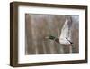 Mallard Drake Taking Flight-Ken Archer-Framed Photographic Print