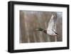 Mallard Drake Taking Flight-Ken Archer-Framed Photographic Print