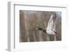 Mallard Drake Taking Flight-Ken Archer-Framed Photographic Print