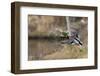 Mallard Drake Taking Flight-Ken Archer-Framed Photographic Print