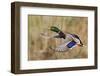 Mallard Drake Taking Flight-Ken Archer-Framed Photographic Print