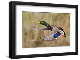 Mallard Drake Taking Flight-Ken Archer-Framed Photographic Print