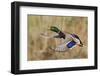 Mallard Drake Taking Flight-Ken Archer-Framed Photographic Print