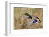 Mallard Drake Taking Flight-Ken Archer-Framed Photographic Print