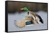 Mallard Drake Taking Flight-Ken Archer-Framed Stretched Canvas