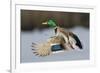 Mallard Drake Taking Flight-Ken Archer-Framed Photographic Print