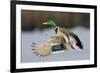 Mallard Drake Taking Flight-Ken Archer-Framed Photographic Print