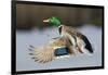 Mallard Drake Taking Flight-Ken Archer-Framed Photographic Print