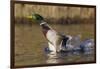 Mallard Drake Taking Flight-Ken Archer-Framed Photographic Print