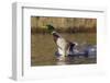 Mallard Drake Taking Flight-Ken Archer-Framed Photographic Print