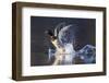 Mallard Drake Taking Flight-Ken Archer-Framed Photographic Print