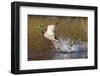 Mallard Drake Taking Flight-Ken Archer-Framed Photographic Print