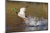 Mallard Drake Taking Flight-Ken Archer-Mounted Photographic Print