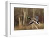 Mallard Drake Taking Flight-Ken Archer-Framed Photographic Print