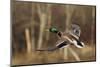 Mallard Drake Taking Flight-Ken Archer-Mounted Photographic Print