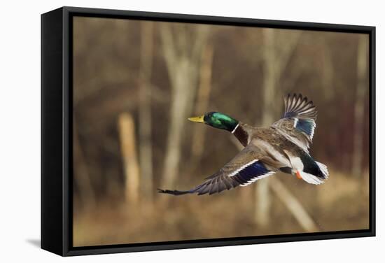 Mallard Drake Taking Flight-Ken Archer-Framed Stretched Canvas