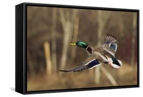 Mallard Drake Taking Flight-Ken Archer-Framed Stretched Canvas