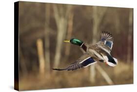 Mallard Drake Taking Flight-Ken Archer-Stretched Canvas