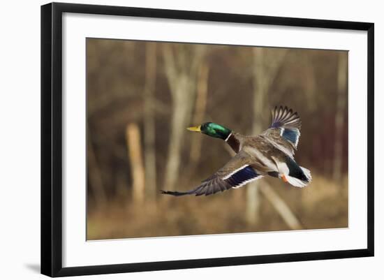 Mallard Drake Taking Flight-Ken Archer-Framed Photographic Print