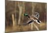 Mallard Drake Taking Flight-Ken Archer-Mounted Photographic Print