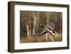 Mallard Drake Taking Flight-Ken Archer-Framed Photographic Print