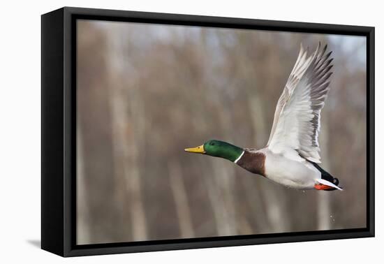 Mallard Drake Taking Flight-Ken Archer-Framed Stretched Canvas